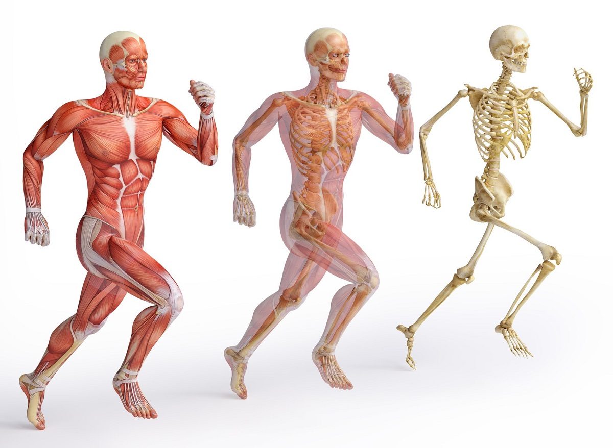 Anatomie in Vivo – Ars Manuum GmbH Anatomie in Vivo - Ars Manuum GmbH