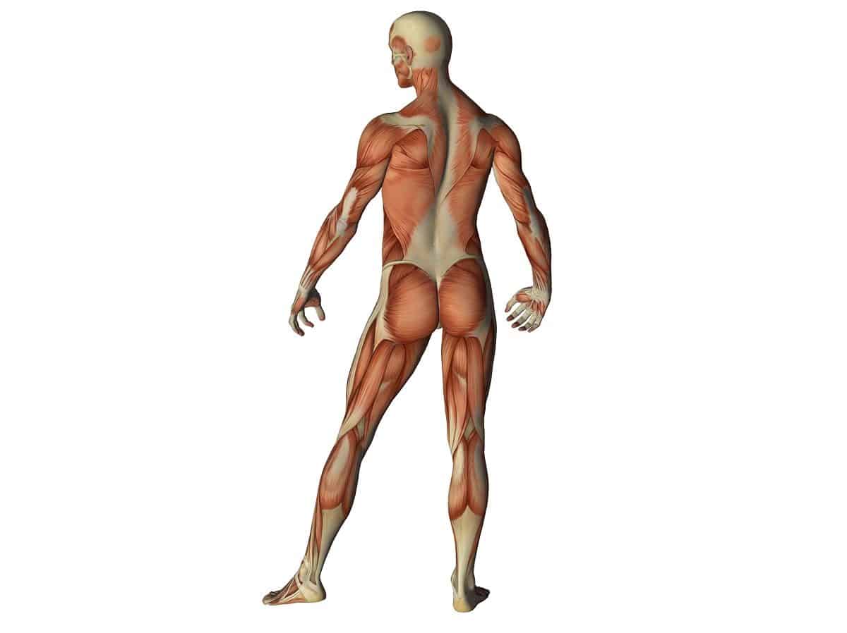 Anatomie und Physiologie